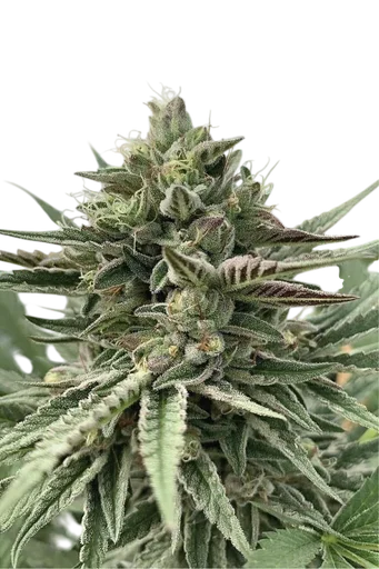 Humboldt Pound Cake