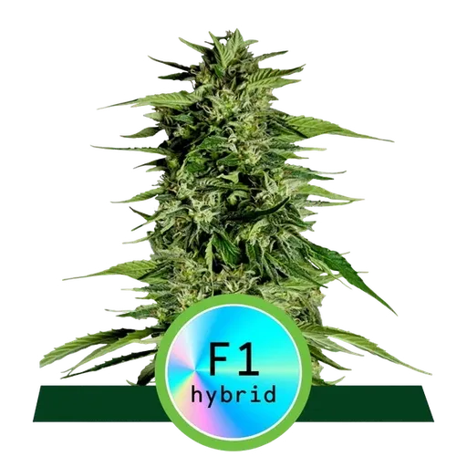 Hyperion F1 Auto