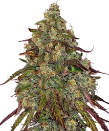 Amnesia Lemon