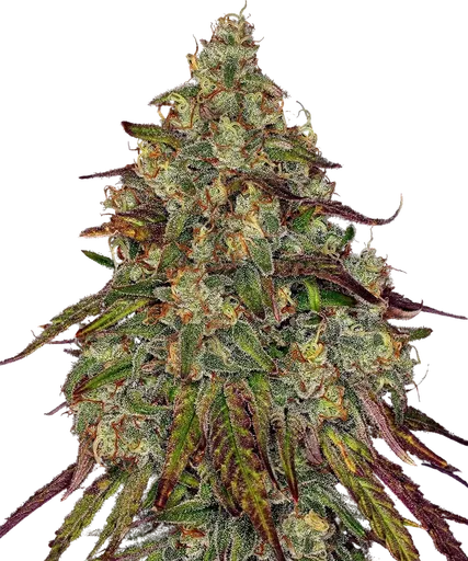 Amnesia Lemon