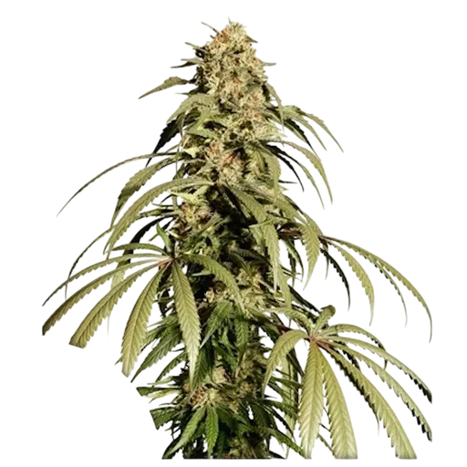 Ice Cream Haze
