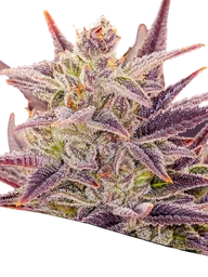 Imperium X Auto