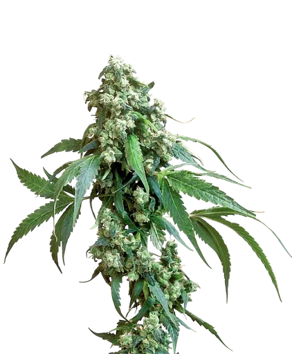 Jack Flash