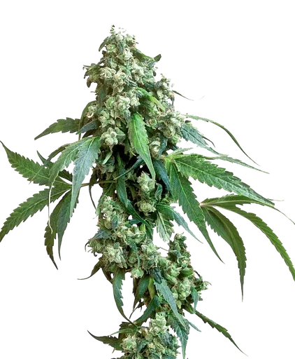 Jack Flash #5