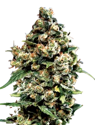 Jack Herer