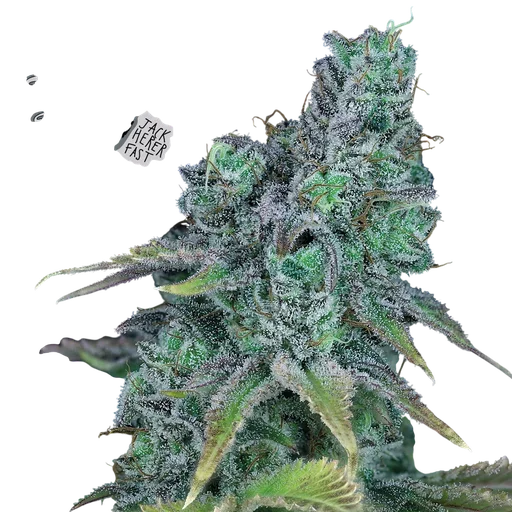 Jack Herer Fast