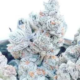 Jelly Breath S1
