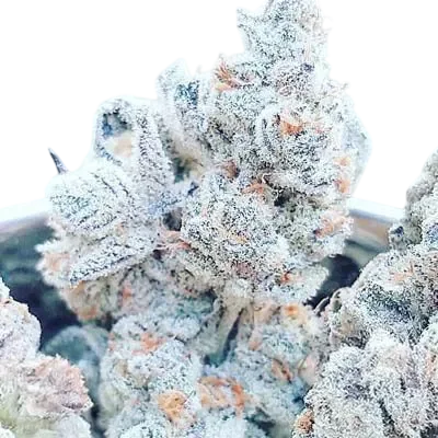 Jelly Breath S1