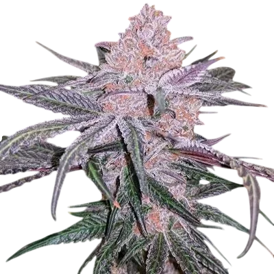 Jellysickle