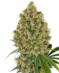 AK-420