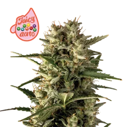 Juicy Zkittlez Auto