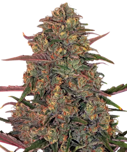Pineapple Chunk