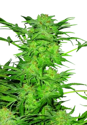 AK-48