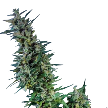 Kama Kush CBD