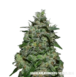 AK Kush Express