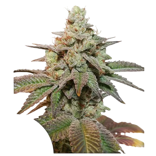 Kerosene Krash Auto