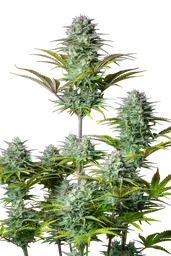 Kosher Cake Auto