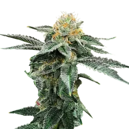 Kosher Cookies