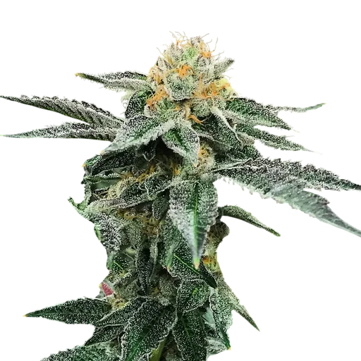Kosher Cookies