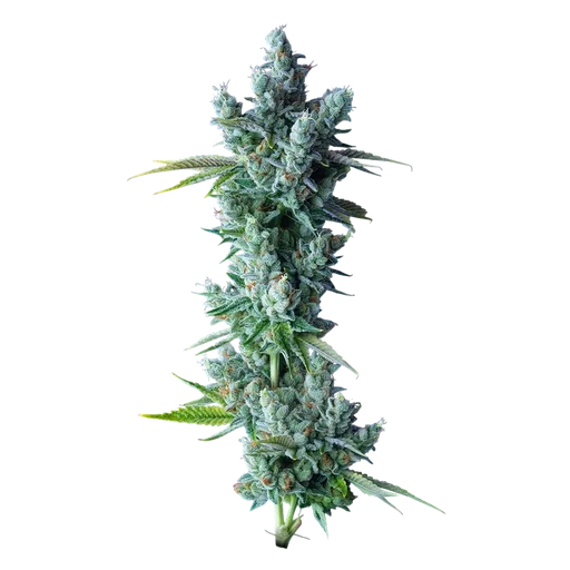 Kosher Dawg
