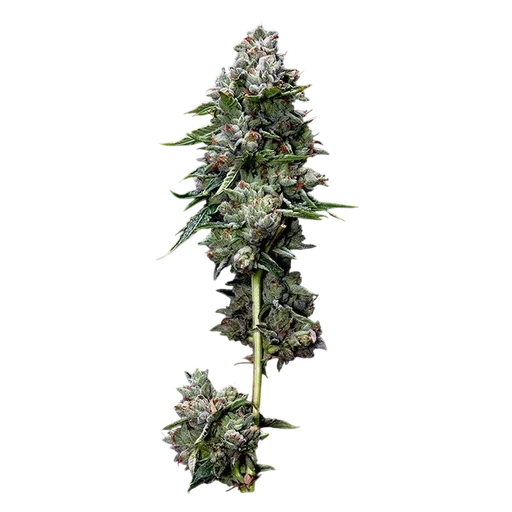 Kosher Kush
