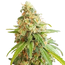 Kosher Kush