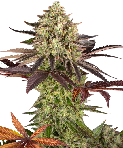 Apple Fritter