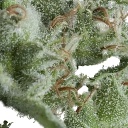 Kryptonite Auto