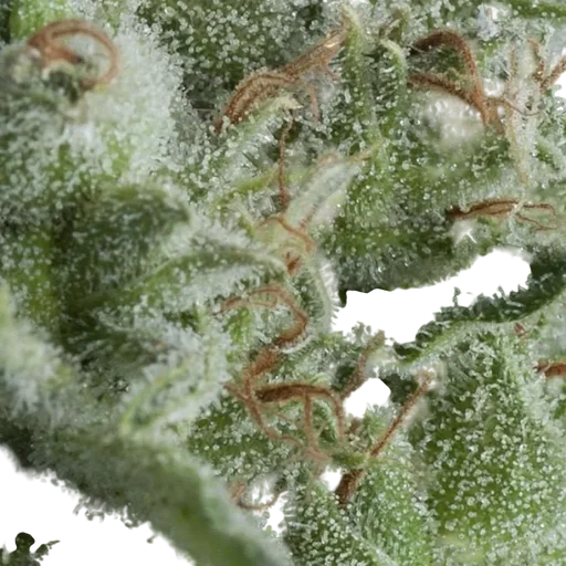 Kryptonite Auto