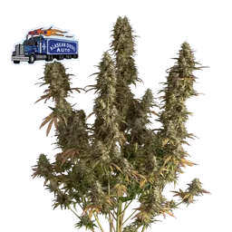 Alaskan Diesel Auto