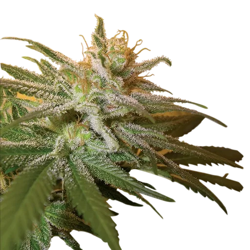 Kushberry