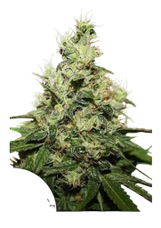 Kush CBD