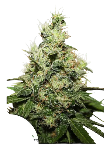 Kush CBD