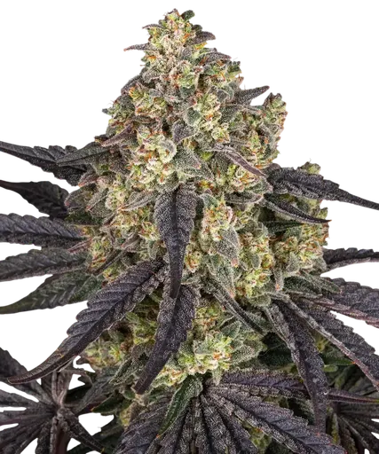 Kush Mintz