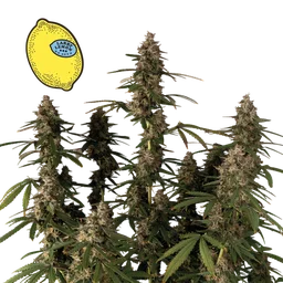Larry Lemon OG Auto
