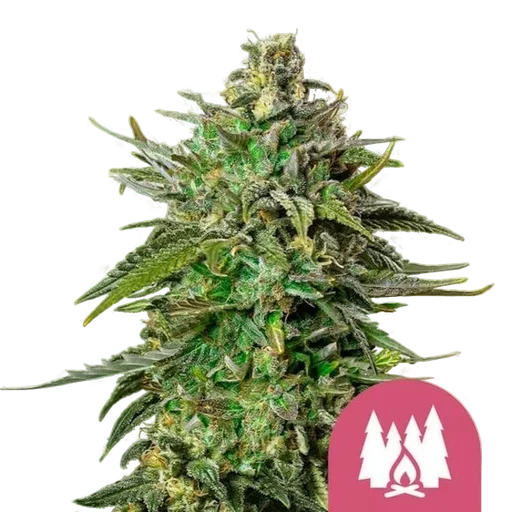 Larry OG