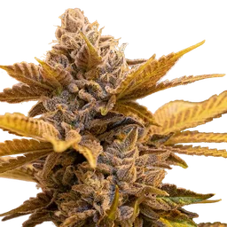 Alien Candy Kush FAST