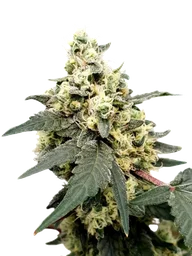 Lemonade Auto
