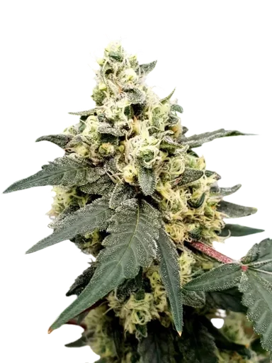Lemonade Auto