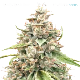 Lemon Bean FAST