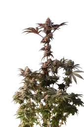 Lemon Cherry Runtz
