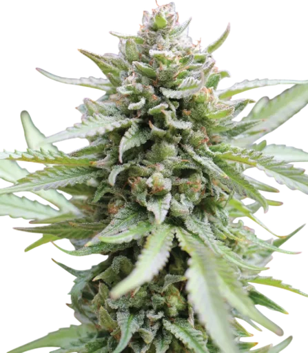 Lemongrass