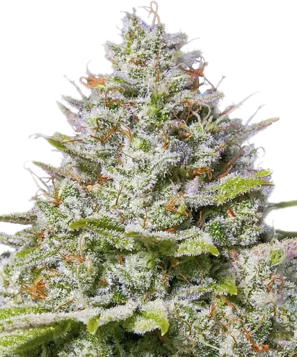 Blue Gelato 41