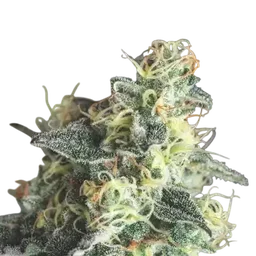 Lemon Larry OG