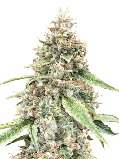 Lemon OG Auto