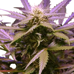 Lemon OG Haze