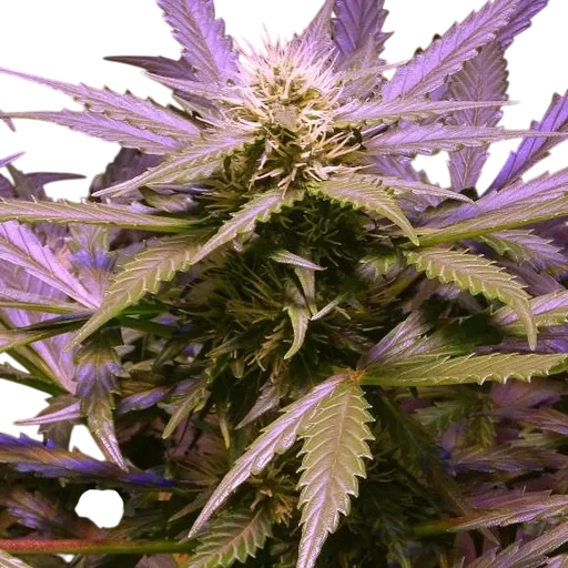Lemon OG Haze Auto