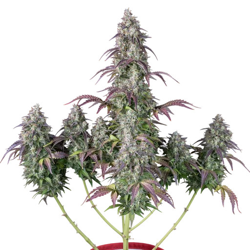 Lemon Pie Auto