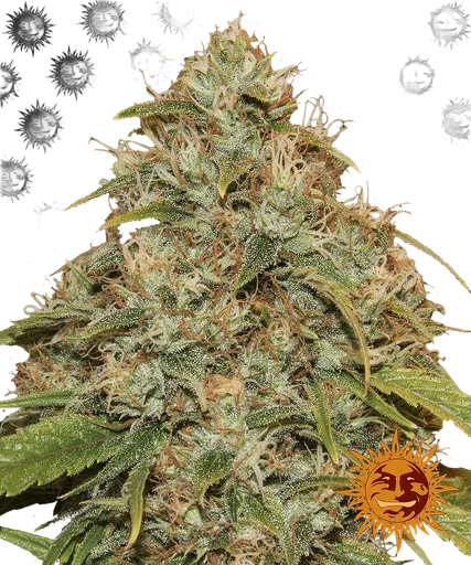 Lemon Potion CBD Auto