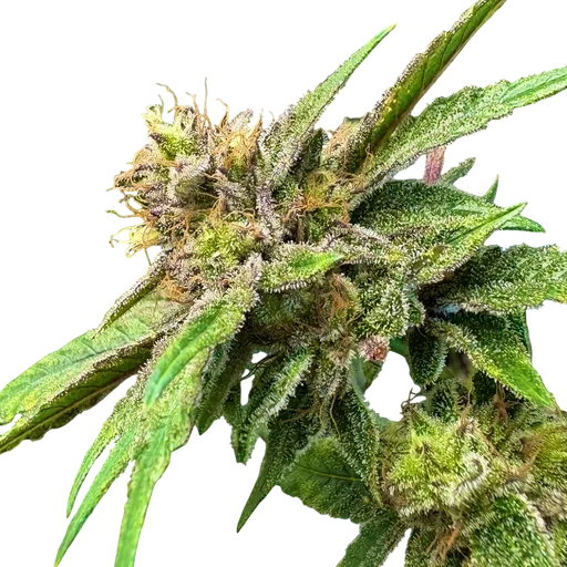 Lemon Strawberry Bomb